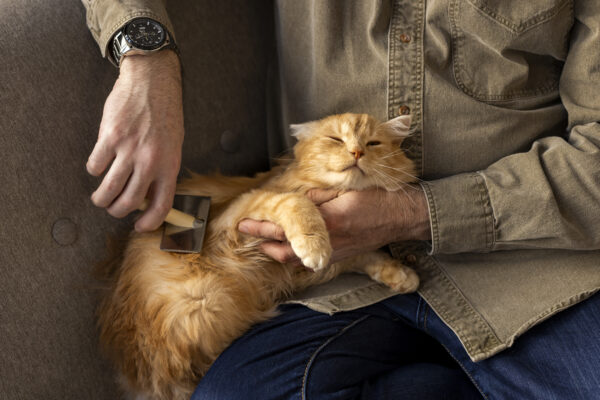 Understanding the Needs of Adult Cats: A Complete Care Guide