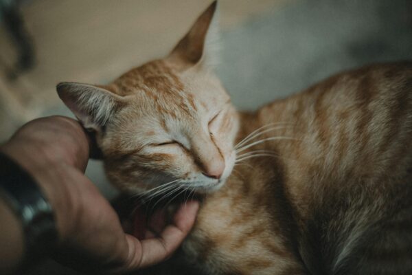 Quick Guide to Caring for Adult Cats: Health, Nutrition, and Behavior